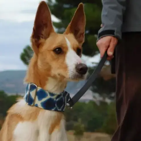 Piper Jeune Podenco À Adopter –
