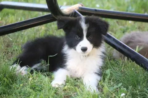 Border Collie  Benji