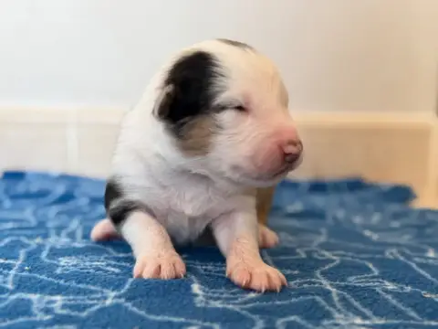 Berger Australien  Chiot 10 Au Royaume Des Jolies Per c95c5 photo 3