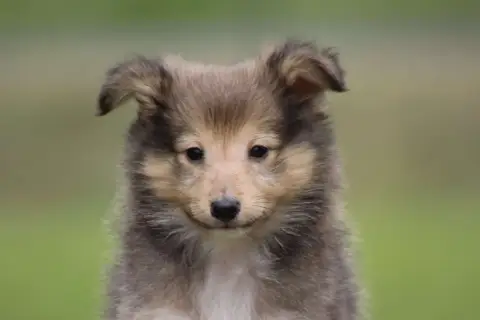 Shetland Sheepdog  Chiot N°2 De L'Angelarde