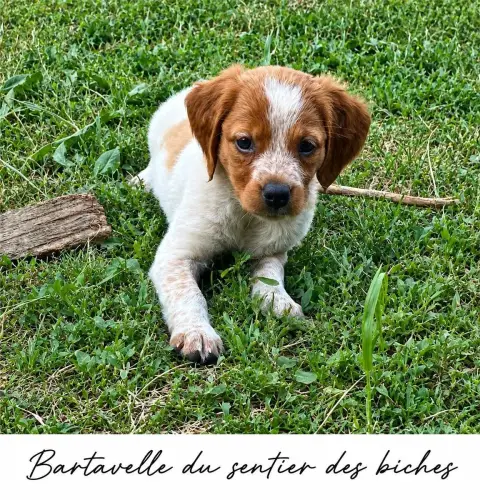 Adopter Epagneul Breton 
                        Bartavelle D c9e86