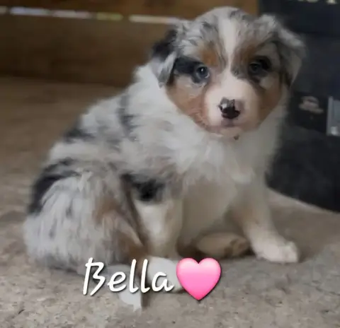 Berger Australien  Bella Star