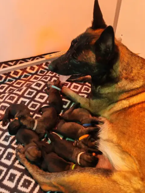 Berger Belge  Chiot 4 De La Souche Aux Elfes