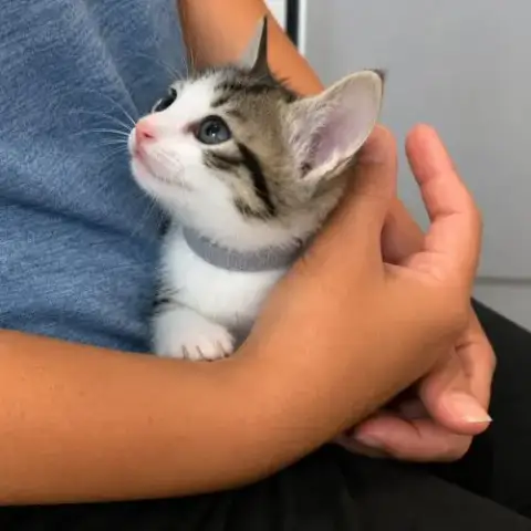 Chaton Hareng