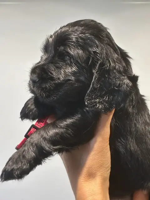 Cocker Spaniel Anglais  Black Bird Du Sacre D’Ostara 18773