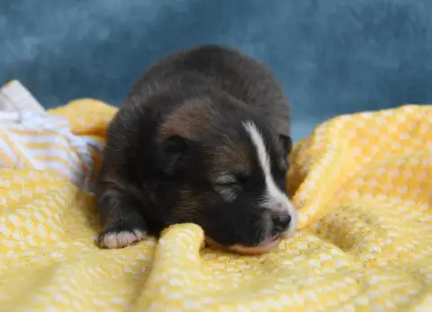 Chien Finnois De Laponie  Chiot N°6 Des Collines De S 906c0 photo 3