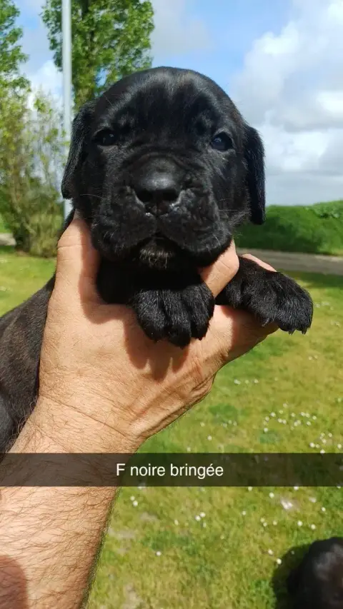 Cane Corso  Collier Marron Des Abysses De Némésis