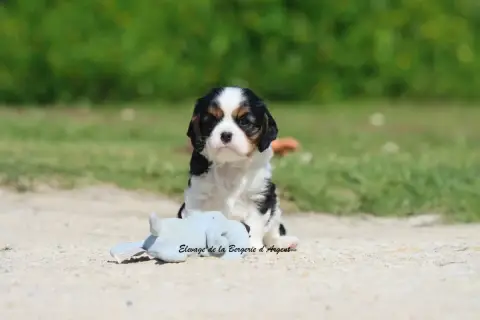 Cavalier King Charles Spaniel  Baïka De La Bergerie D db1bb photo 2