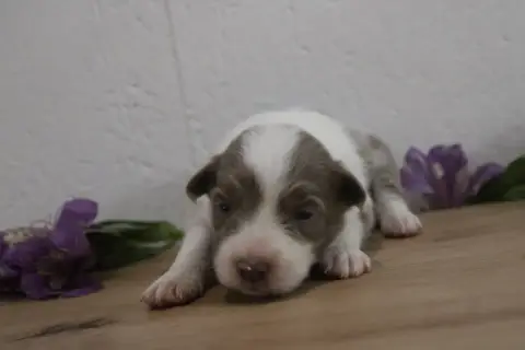 Border Collie 
                        Collier Blanc  27145 photo 3
