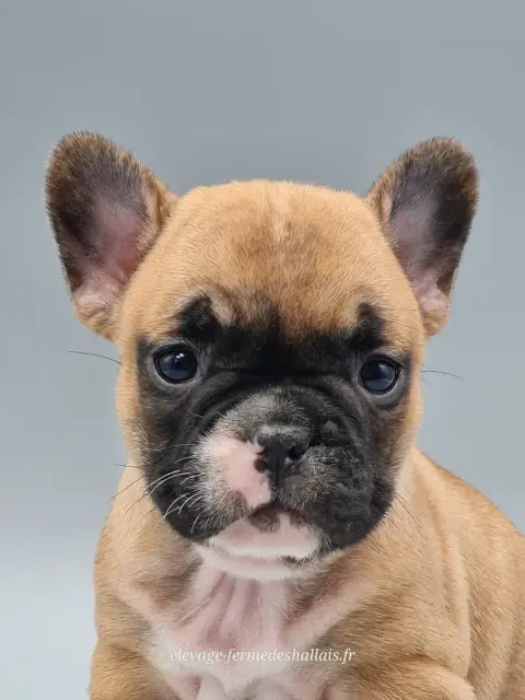 Bouledogue Français  Belladone Du Mont De La Chenaie b8dd1