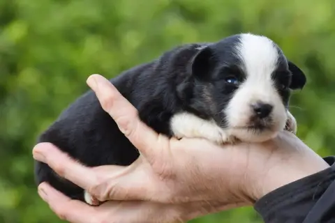 Berger Américain Miniature