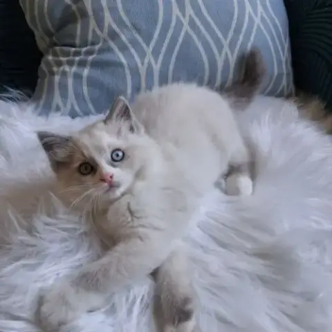 Bandit - Mâle Blue Bicolore Mitted