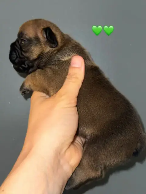 Bouledogue Français  Bubu De La Fougue Du Marais photo 2