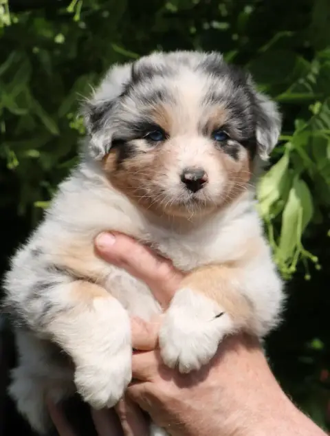 Berger Australien  Chiot N°3 De Windy'Stia