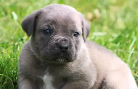 Cane Corso  Chiot N°3