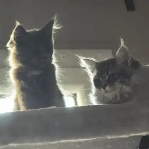 A Vendre 2 Adorables Chatons