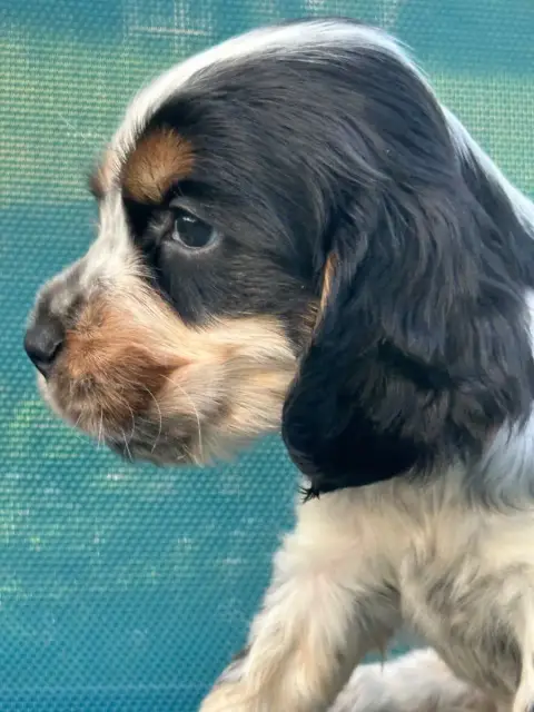 Cocker Spaniel Anglais  Collier Noir De L'Empereur Si b674a photo 2