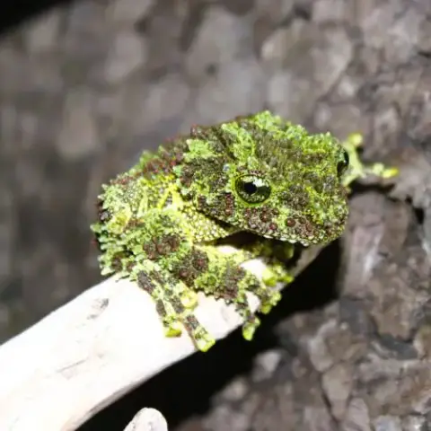 Theloderma Corticale