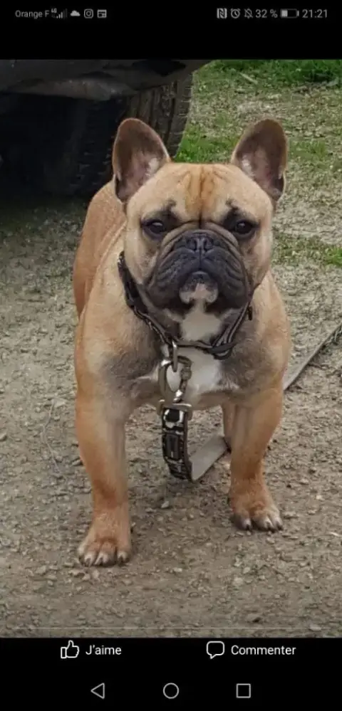 Bouledogue Français  Barry Du Hameau De Fontenay photo 2