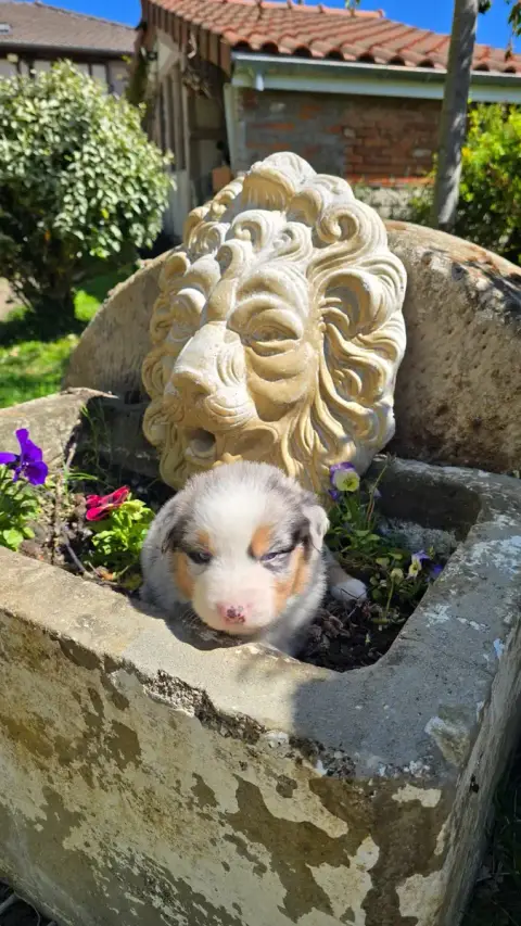 Berger Australien  Bella De L'Amour De L'Arche De Noë 870da photo 3