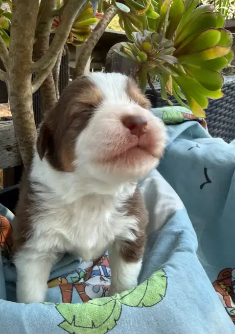 Berger Australien  Chiot 7 De La Vallée De La Folie D 99ec9