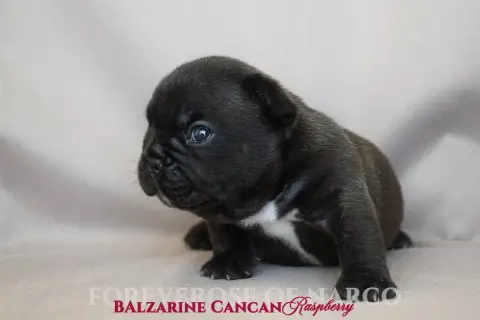 Bouledogue Français  Balzarine Cancan Raspberry Forev aa9b1 photo 3