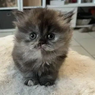 Chaton Bristish Longhair Et Shorthair