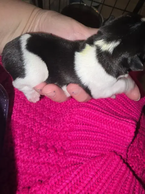 Bouledogue Français  Chiot N°8 De La Colline Du Coeur 11a2f