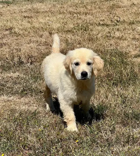 Golden Retriever  Budapest De L Eternel Mitness