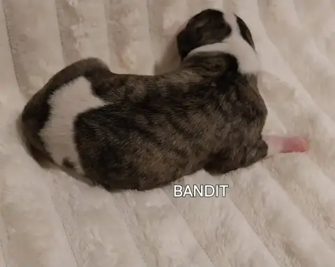 Whippet  Bandit Hellowhip photo 3