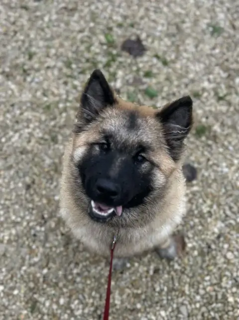 Eurasier  Asterix Des Marais De Courmont photo 2
