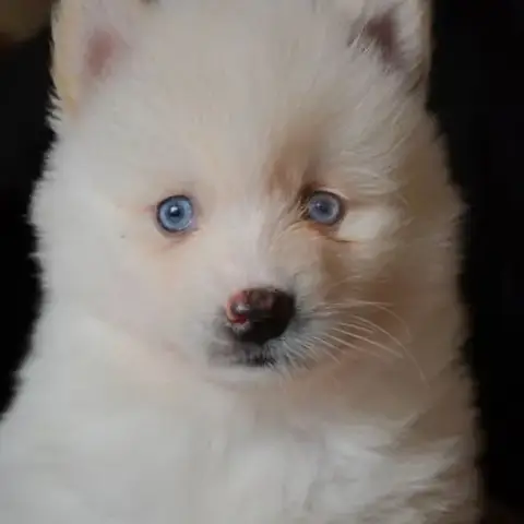 Superbes Chiots Pomskies