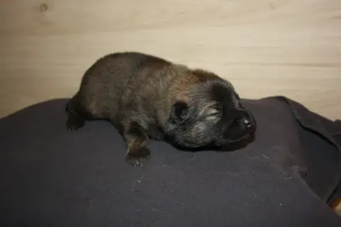Eurasier  Collier Violet Des Oursons De La Fee photo 3