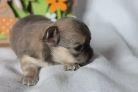 Chihuahua  Chiot N°4 Des Joyaux De La Sambre photo 2