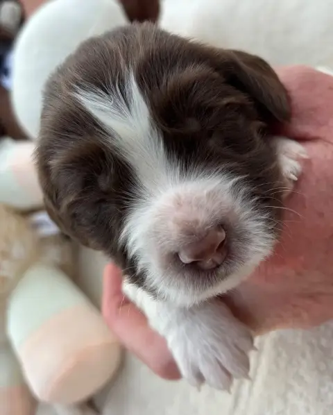 English Springer Spaniel  B................. Des Etan c3bf6
