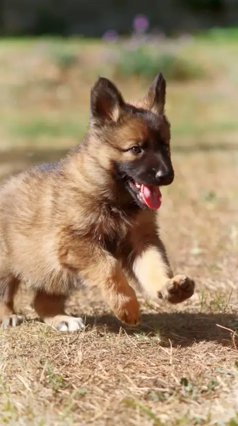 Berger Allemand  Chiot N°8 Au Royaume D'Une Nuit Etoi 82461