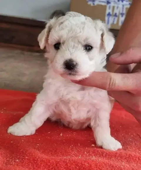 Bichon Frise  Chiot N°2 Des Hirondelles Du Voyage photo 3