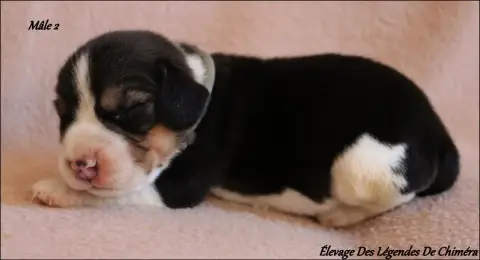 Beagle  Mâle 2 -