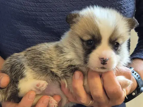 Welsh Corgi Pembroke  B... De Paline