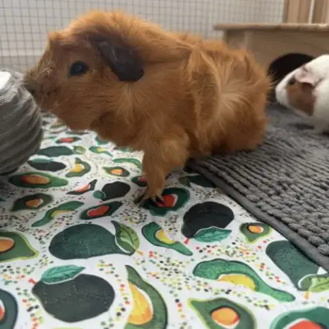 2 Adorables Cochons D’Inde Mâles Avec Tout Leur Éq
