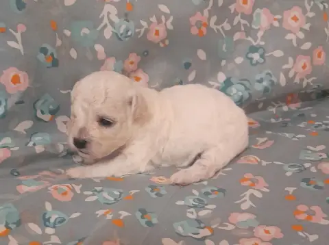 Bichon Frise  Chiot N°5 Von Bereich Sandalvi