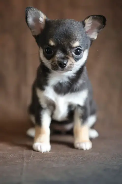 Chihuahua  Chiot N°4 Du Royaume De Matiliane photo 2