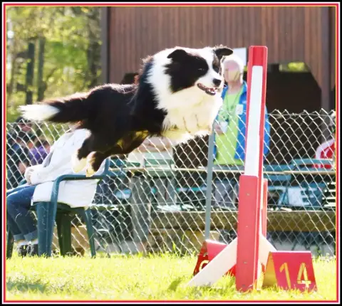 Border Collie  M1 De L'Eden Du Chêne Vert photo 3