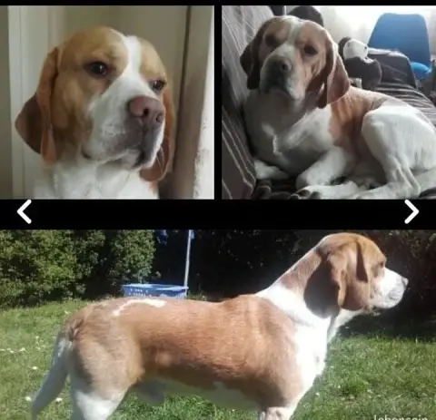 Beagle  Chiot N°6 Du Clos Machard photo 3