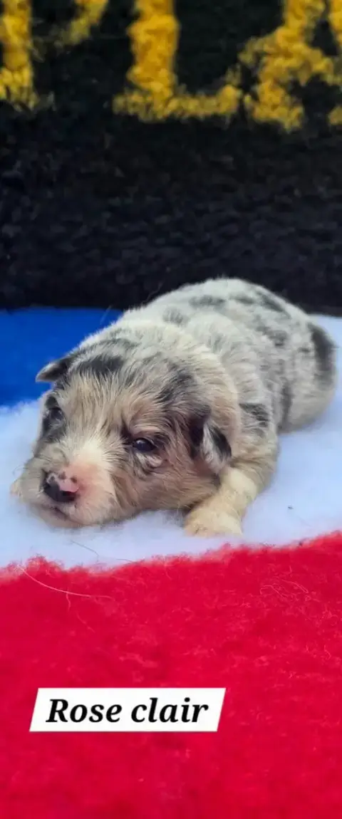 Border Collie  Collier Rose Clair De L'Aisance Des Bo f2b39
