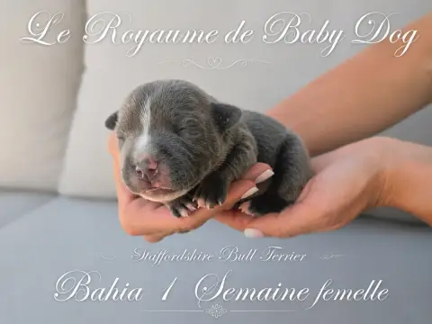 Staffordshire Bull Terrier  Bahia Du Royaume De Baby  ab1c7