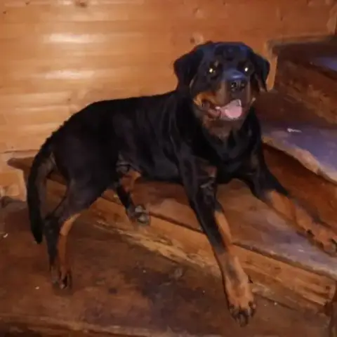 Chien Velcro À L Adoption