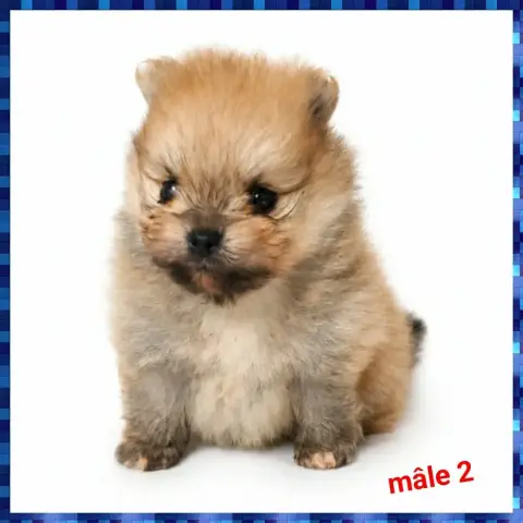 Spitz Allemand  Chiot N°2 photo 2