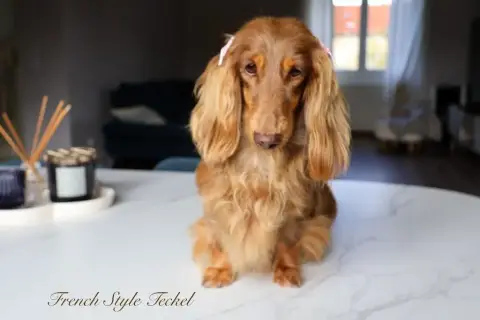 Teckel Poil Long  Chiot N°2 Des Pattounes Douces photo 2