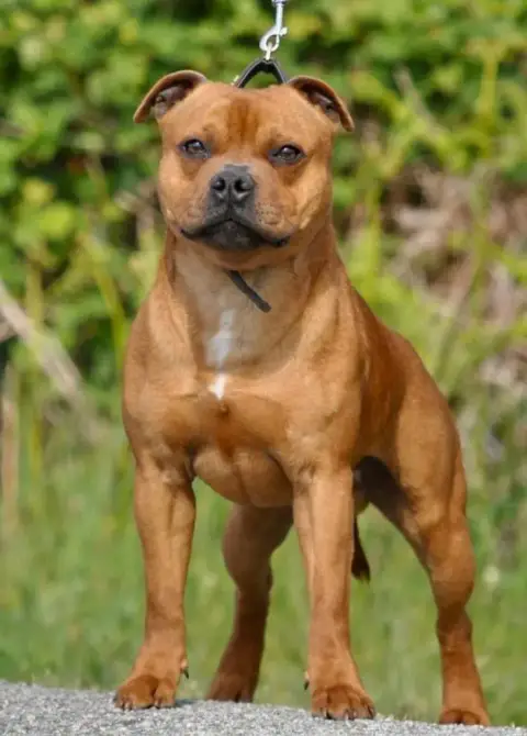 Staffordshire Bull Terrier  Chiot 2 De La Furia Roja e7901 photo 3